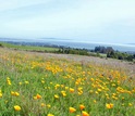 yellow California poppies in the Great Meadow on the UCSC campus.